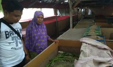 Budidaya Jangkrik Melepaskan Yurmanelis dari Ketidakberdayaan Ekonomi