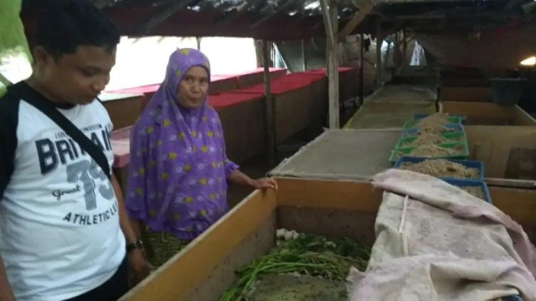 Budidaya Jangkrik Melepaskan Yurmanelis dari Ketidakberdayaan Ekonomi