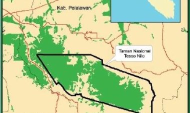 Taman Nasional Tesso Nilo Banyak Dikuasai Perusahaan Sawit